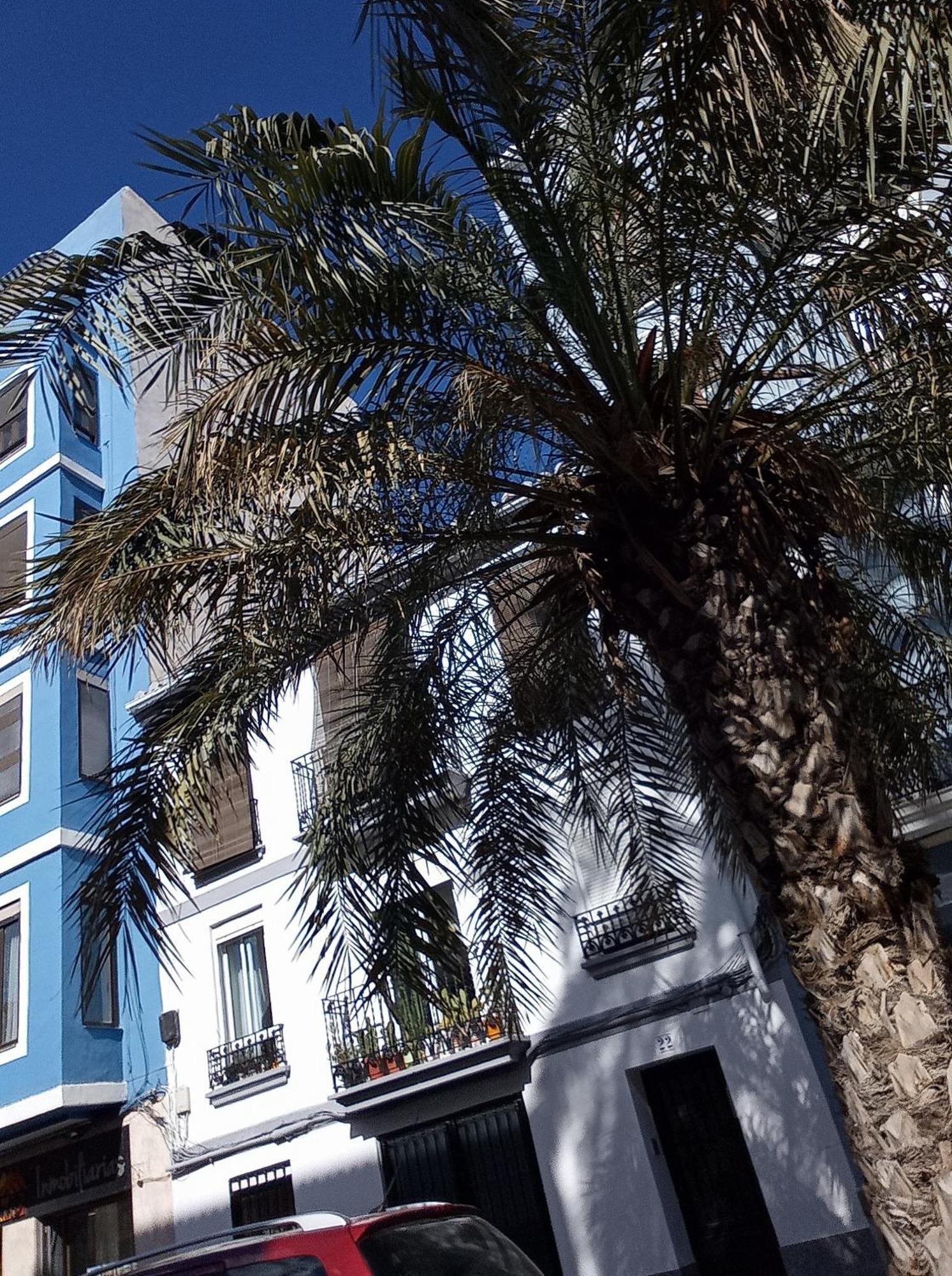 Apartamento Casa Con Palmera - Port
