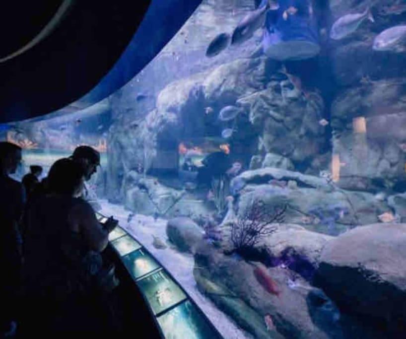 Ruzafa Experience Oceanografic Ciencias *
