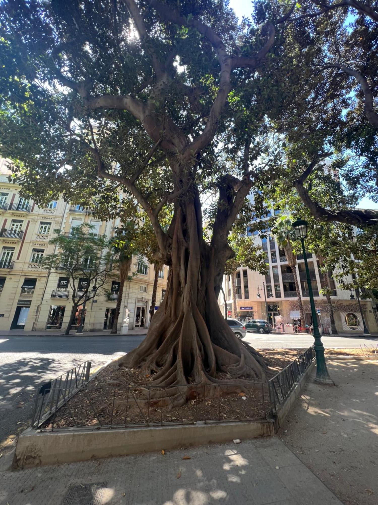 Hbb * Valencia
