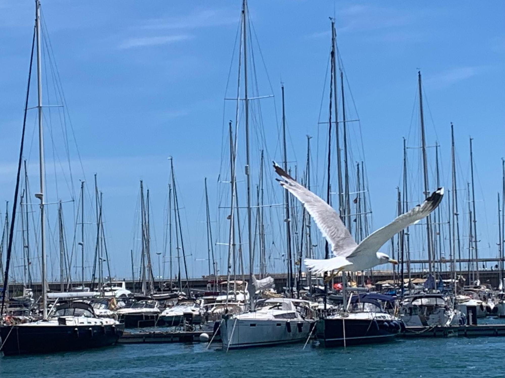 Master&commander * Valencia