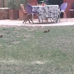 Pura Vida Cabaña