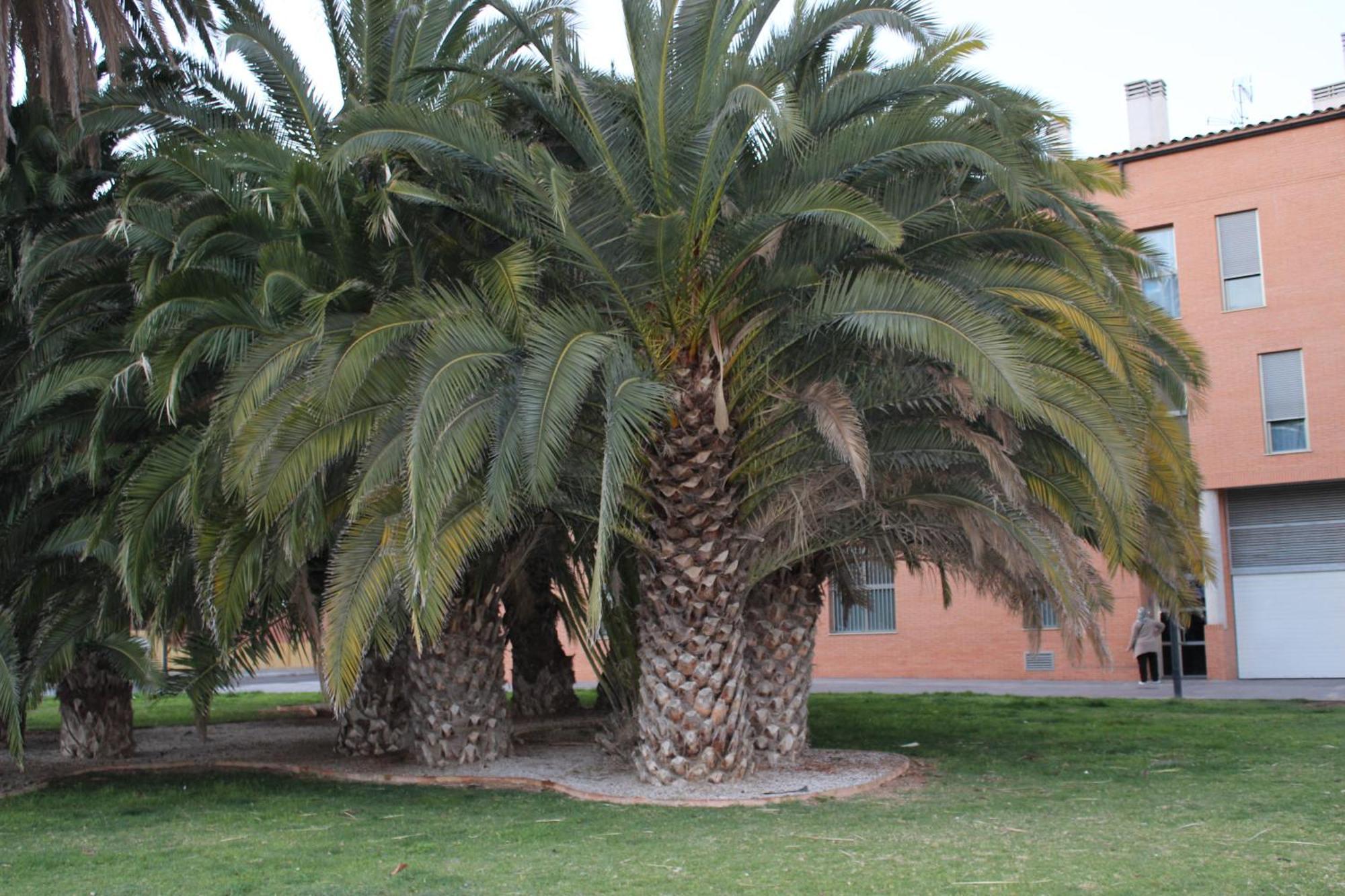 Malvarrosa Valencia